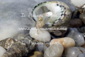 Paguro – Crostacei – ITA - Il Pianeta Naturale