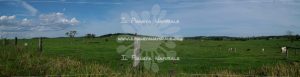 Pastures – Along Princes Highway – South – AUS - Il Pianeta Naturale