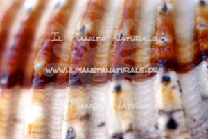 Pecten – particolare – ITA - Il Pianeta Naturale