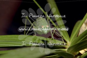 Phaneroptera falcata – ITA - Il Pianeta Naturale