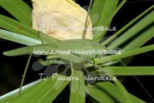 Phaneroptera falcata – profilo – ITA - Il Pianeta Naturale
