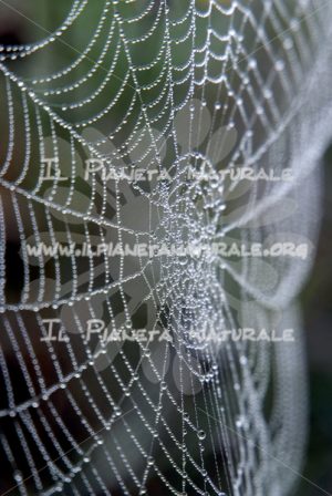 Ragnatela di rugiada – ITA - Il Pianeta Naturale