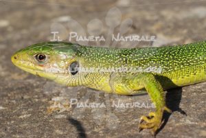 Ramarro – Castel d’Arno – ITA - Il Pianeta Naturale