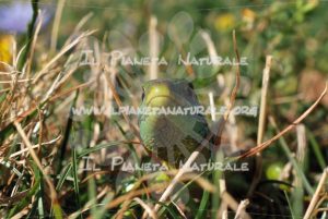 Ramarro – Castel d’Arno – ITA - Il Pianeta Naturale