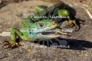 Ramarro – Castel d’Arno – ITA - Il Pianeta Naturale