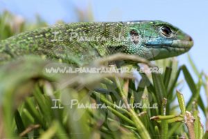 Ramarro – ITA - Il Pianeta Naturale