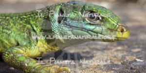Ramarro – Rettile – ITA - Il Pianeta Naturale