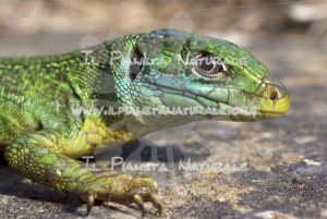 Ramarro – Rettile – ITA - Il Pianeta Naturale