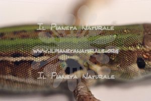 Ramarro occidentale – Castel d’Arno – ITA - Il Pianeta Naturale