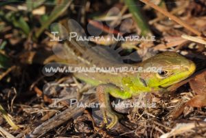 Ramarro occidentale – Castel d’Arno – ITA - Il Pianeta Naturale