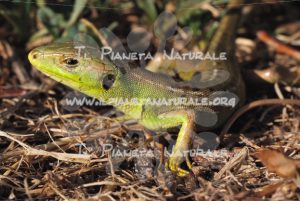 Ramarro occidentale – Castel d’Arno – ITA - Il Pianeta Naturale