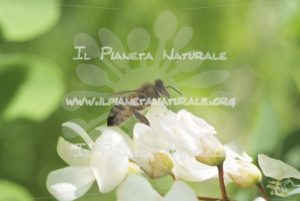Robinia pseudoacacia Apis mellifera – San Benedetto basso – ITA - Il Pianeta Naturale
