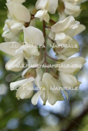 Robinia pseudoacacia fiore – San Benedetto basso – ITA - Il Pianeta Naturale