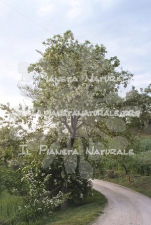Robinia pseudoacacia pianta – San Benedetto basso – ITA - Il Pianeta Naturale