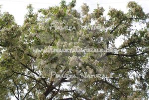 Robinia pseudoacacia pianta – San Benedetto basso – ITA - Il Pianeta Naturale