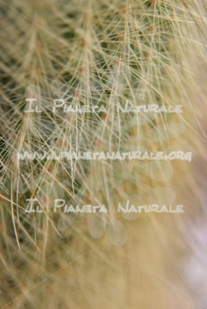 Spine di Cactus – ITA - Il Pianeta Naturale