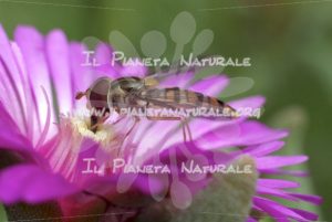 Syrphidae su Mesembryanthemum – ITA - Il Pianeta Naturale