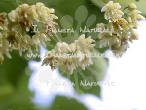 Tilia cordata 1 fiore – San Benedetto basso – ITA - Il Pianeta Naturale