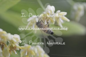 Tilia cordata 3 Apis mellifera – San Benedetto basso – ITA - Il Pianeta Naturale