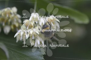 Tilia cordata 4 Bombus terrestris  – San Benedetto basso – ITA - Il Pianeta Naturale