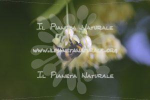 Tilia cordata 5 Bombus terrestris – San Benedetto basso – ITA - Il Pianeta Naturale