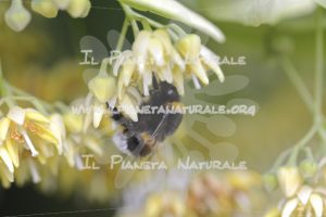 Tilia cordata 6 Bombus terrestris – San Benedetto basso – ITA - Il Pianeta Naturale