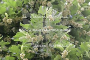 Tilia cordata 7 fiore – San Benedetto basso – ITA - Il Pianeta Naturale