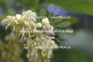 Tilia cordata  Apis mellifera – San Benedetto basso – ITA - Il Pianeta Naturale