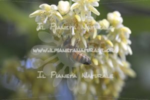 Tilia cordata Apis mellifera – San Benedetto basso – ITA - Il Pianeta Naturale