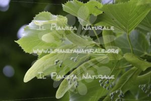 Tilia cordata  bud gemme – San Benedetto basso – ITA - Il Pianeta Naturale