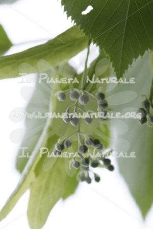 Tilia cordata buds gemme – San Benedetto basso – ITA - Il Pianeta Naturale