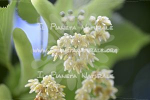 Tilia cordata fiore – San Benedetto basso – ITA - Il Pianeta Naturale