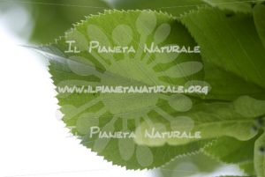 Tilia cordata leave foglia – San Benedetto basso – ITA - Il Pianeta Naturale