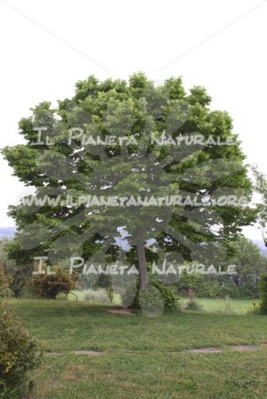 Tilia cordata pianta – San Benedetto basso – ITA - Il Pianeta Naturale