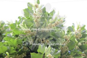 Tilia cordata  pollinators – San Benedetto basso – ITA - Il Pianeta Naturale