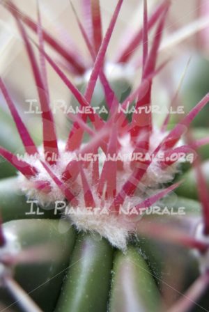Un elegante difesa – ITA - Il Pianeta Naturale