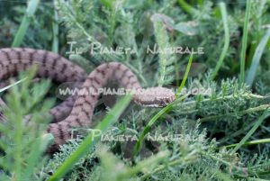 Vipera comune – Castel d’Arno – ITA - Il Pianeta Naturale