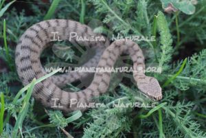 Vipera comune – Castel d’Arno – ITA - Il Pianeta Naturale