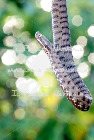 Vipera comune – Castel d’Arno – ITA - Il Pianeta Naturale