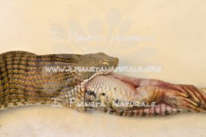 Vipera comune – Poggio San Dionisio basso – ITA - Il Pianeta Naturale