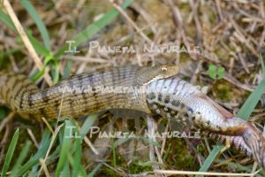 Vipera comune – Poggio San Dionisio basso – ITA - Il Pianeta Naturale