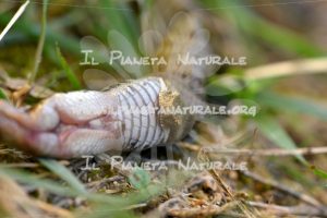 Vipera comune – Poggio San Dionisio basso – ITA - Il Pianeta Naturale