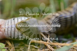 Vipera comune – Poggio San Dionisio basso – ITA - Il Pianeta Naturale
