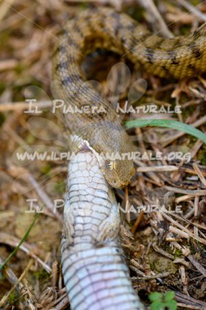 Vipera comune – Poggio San Dionisio basso – ITA - Il Pianeta Naturale
