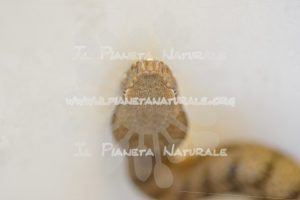 Vipera comune – Poggio San Dionisio basso – ITA - Il Pianeta Naturale