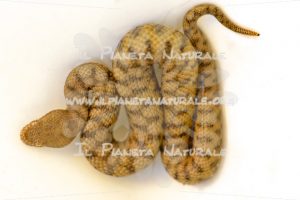 Vipera comune – Poggio San Dionisio basso – ITA - Il Pianeta Naturale