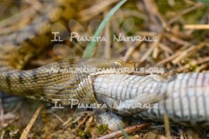 Vipera comune – Poggio San Dionisio basso – ITA - Il Pianeta Naturale