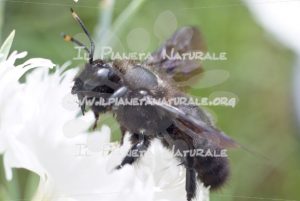 Xylocopa violacea – ITA - Il Pianeta Naturale