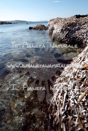 Alghe a Capo Comino – Siniscola – Sardegna  – ITALY - Il Pianeta Naturale