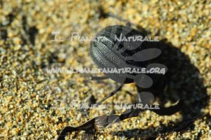 Bipunctata di Pimelia – La Feniglia  – Toscana – Grosseto – ITALY - Il Pianeta Naturale